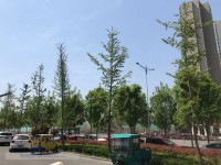 实景图
